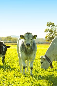 Portrait of a white veal in between other veals