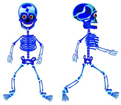 Two walking skeletons on white background is insulated