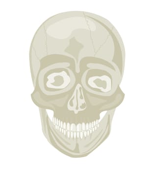 Skull of the person on white background insulated