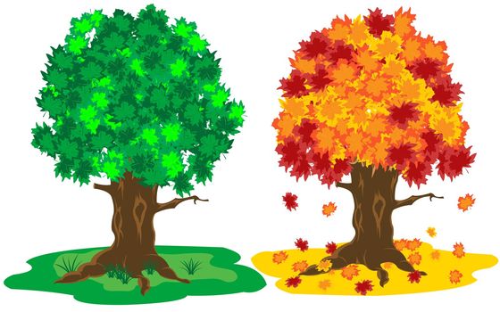 Illustration tree by summer and autumn on white background