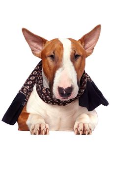 Portrait of a bull terrier  in a scarf on a white background