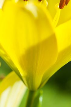 Macro view of yellow lilies in a garden