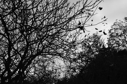 Forest trees silhouette and falling leaves autumn landscape. Black and white.