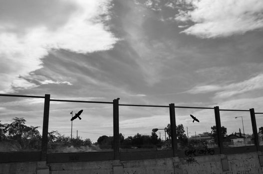 Flying bird silhouette on highway glass barrier, autumn city sky. Black and white.