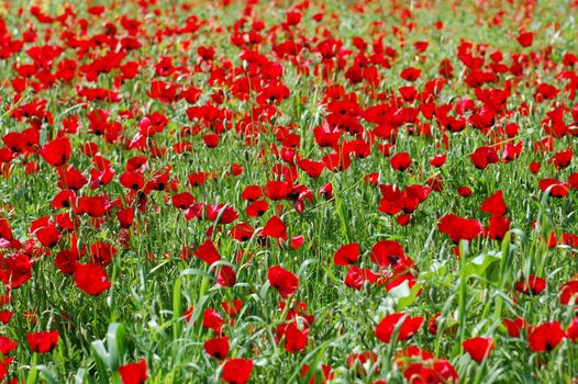 Field of blooming poppy flowers in springtime. Nature background.