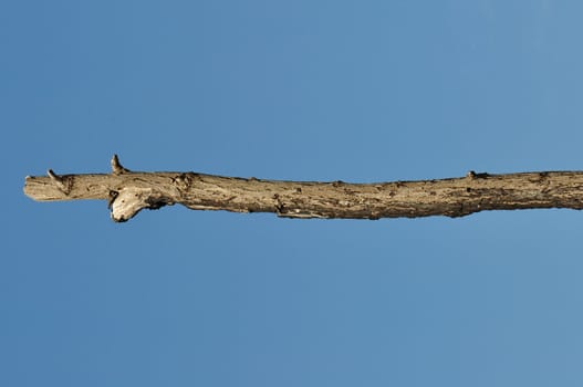 Wooden stick against blue sky background. Leafless tree branch detail.