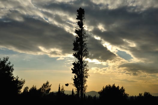 Forest trees silhouette under sunset colored cloudy sky.