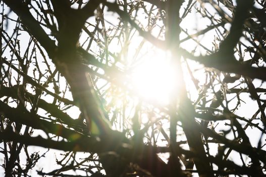 Sunlight reflected through tree branches silhouette. Sunny day abstract lens flare.