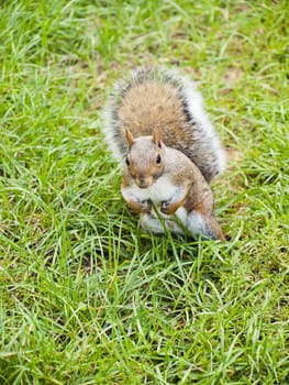 Wild animals. Squirrel sitting on the grass.