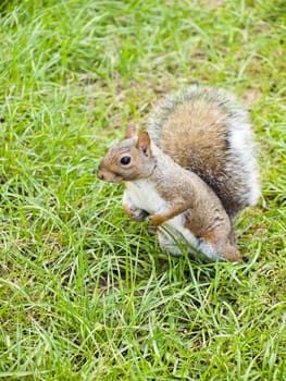 Wild animals. Squirrel sitting on the grass.