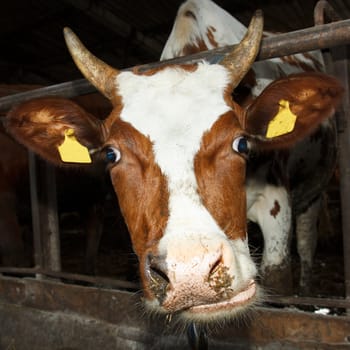 A cow looking into the camera