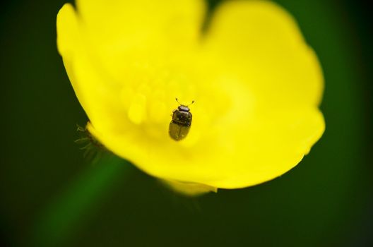 A macro shot of a beetle climbing a butter cup.