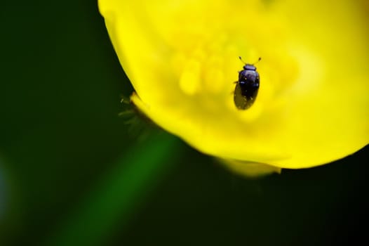 A macro shot of a beetle with a tight crop climbing a butter cup.