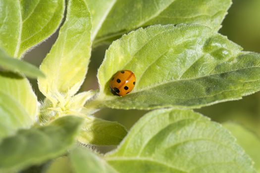 cute little ladybug on green leaves outdoors