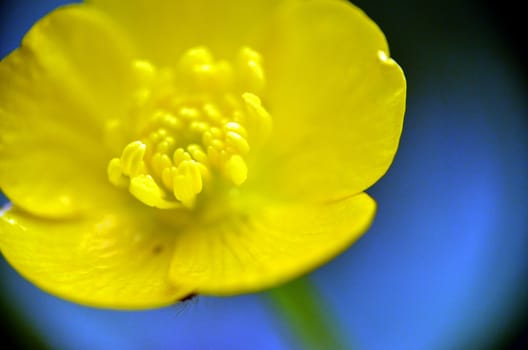 Detailed close up of a Buttercup.