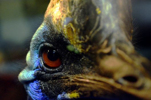 Close up of the fighting bird cassowary.