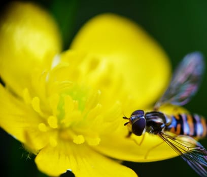 Close up of a hover fly on a butter cup.