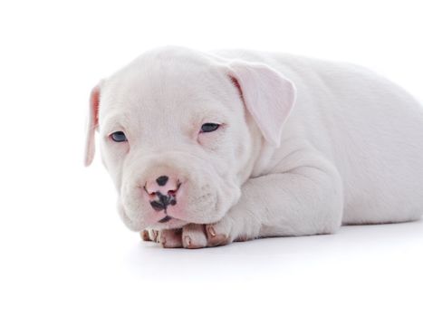 American Staffordshire Terrier Dog Puppy laying