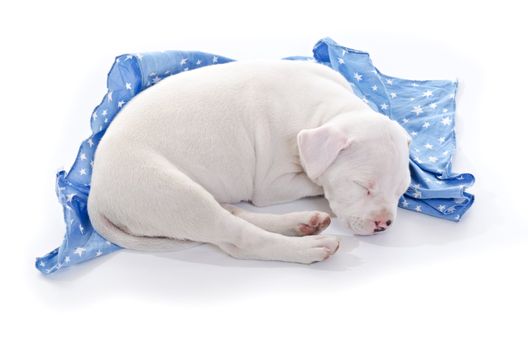 American Staffordshire Terrier Dog Puppy sleeping over blue starry blanket