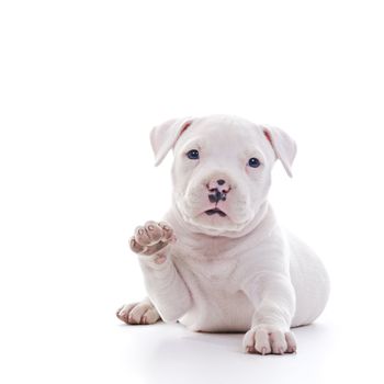 American Staffordshire Terrier Dog Puppy waving while laying