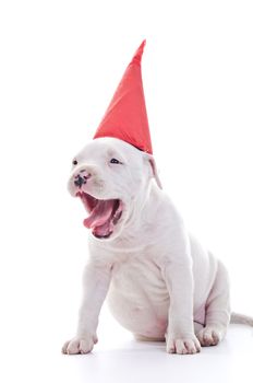 American Staffordshire Terrier Dog Puppy with red party hat, open jaw