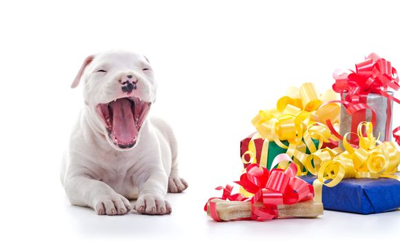 American Staffordshire Terrier Dog Puppy laying near a pile of gift boxes, jawning