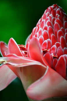 Close up shot of Etlingera Elatior in bloom.