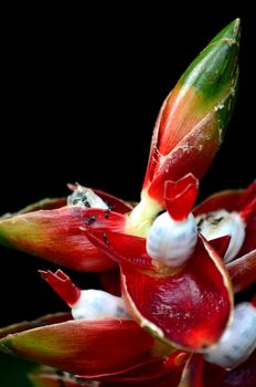 Amacro image of an exotic bud complete with ants