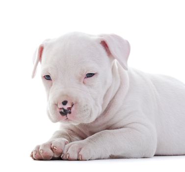 American Staffordshire Terrier Dog Puppy laying, closeup shot