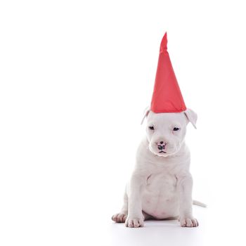 American Staffordshire Terrier Dog Puppy wearing red party cap, sitting