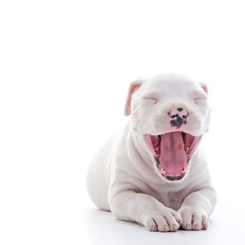 American Staffordshire Terrier Dog Puppy jawning