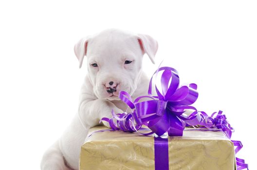 American Staffordshire Terrier Dog Puppy lean against big gift box, looking off camera