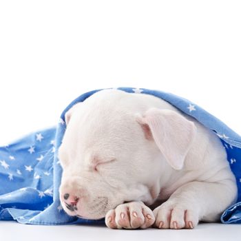 American Staffordshire Terrier Dog Puppy covered with blue starry blanket, sleeping, head closeup