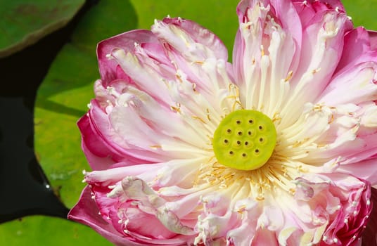 Double Red Lotus, Roseum Plenum, Closeup, showing lotus seeds (Nelumbo nueifera gaertn)