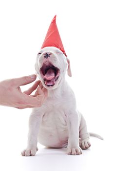 American Staffordshire Terrier Dog Puppy with red party hat, open jaw, hand pat 