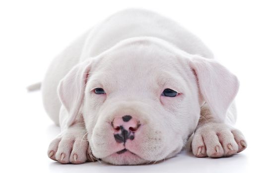 American Staffordshire Terrier Dog Puppy laying, closeup, selective focus on eyes