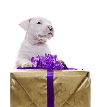 American Staffordshire Terrier Dog Puppy lean against big gift box, looking off camera