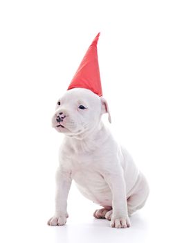 American Staffordshire Terrier Dog Puppy wearing red party cap, sitting