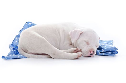 American Staffordshire Terrier Dog Puppy sleeping over blue starry blanket