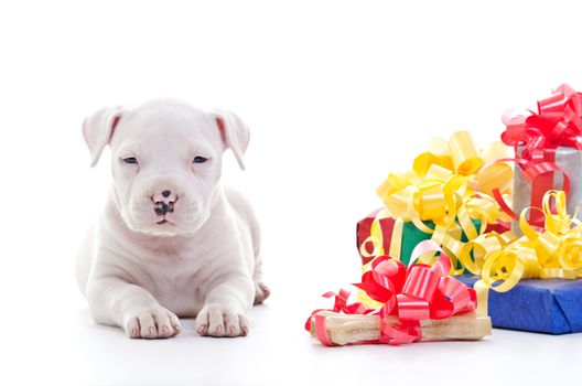 American Staffordshire Terrier Dog Puppy laying near pile of gift boxes