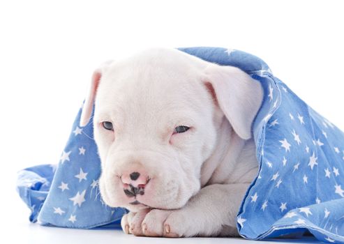 American Staffordshire Terrier Dog Puppy covered with blue starry blanket, laying, head closeup