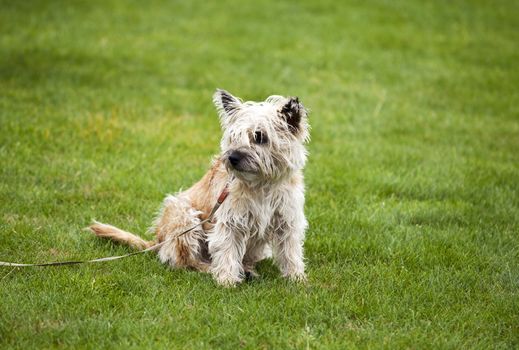 funny cute beige dog on grass outdoors