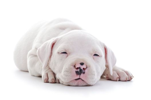 American Staffordshire Terrier Dog Puppy laying tired