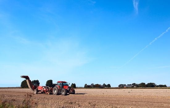 tractor harvest potato on Dutch field
