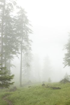 coniferous wild forest in fog
