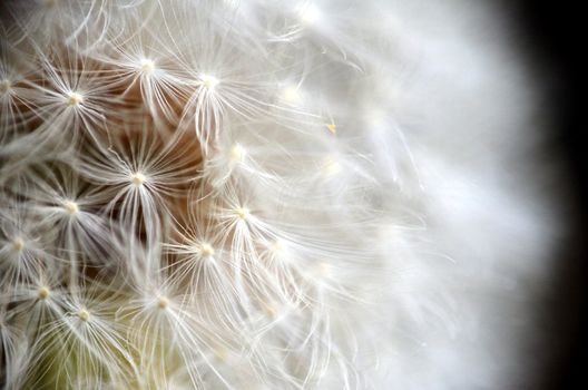 Close up shot of Dandelion plant