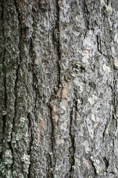 Texture of tree bark background closeup                                