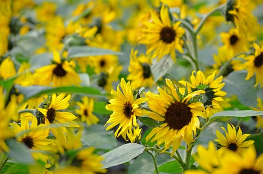 A group of Sun Flowers