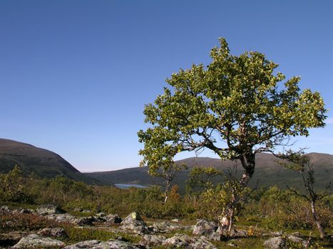 Lonely tree in the mountain