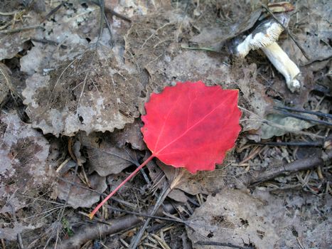 Colorful leaves in the forest